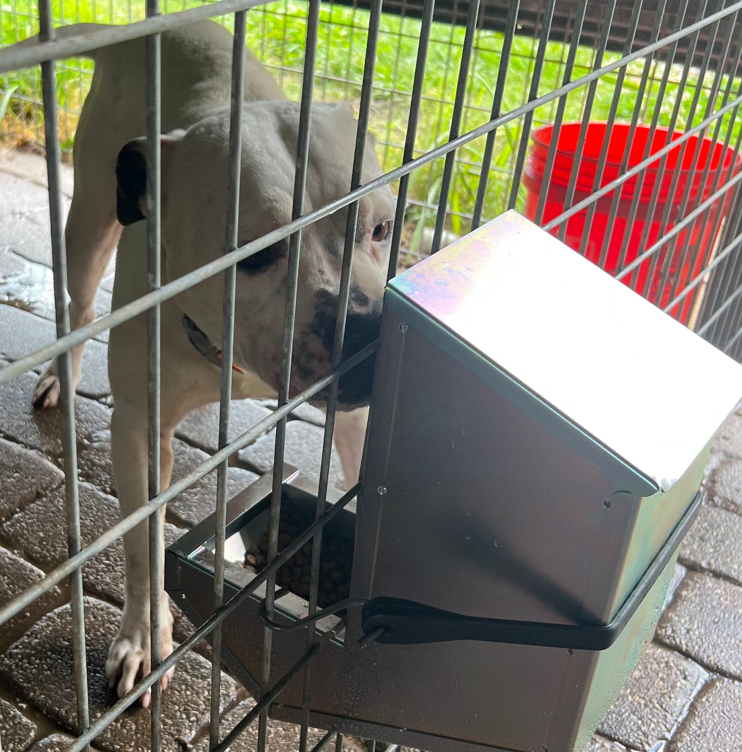 Automatic dog feeder