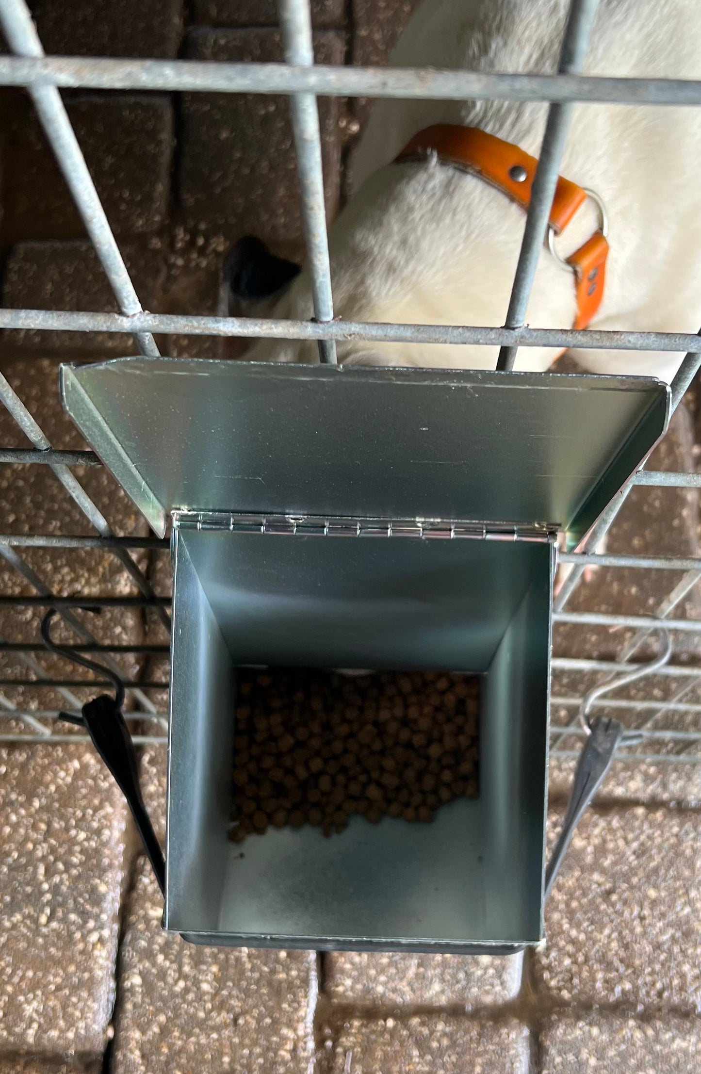 Automatic dog feeder