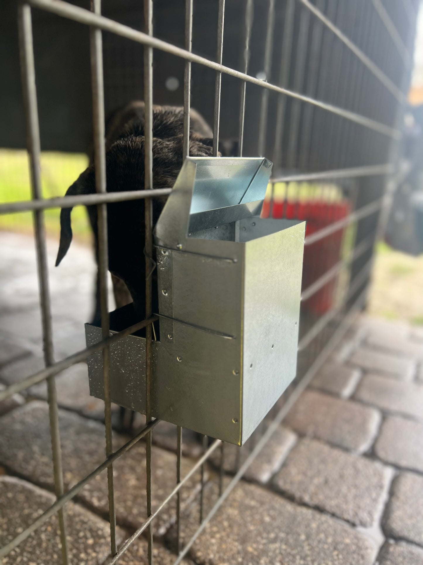 galvanized automatic dog feeder