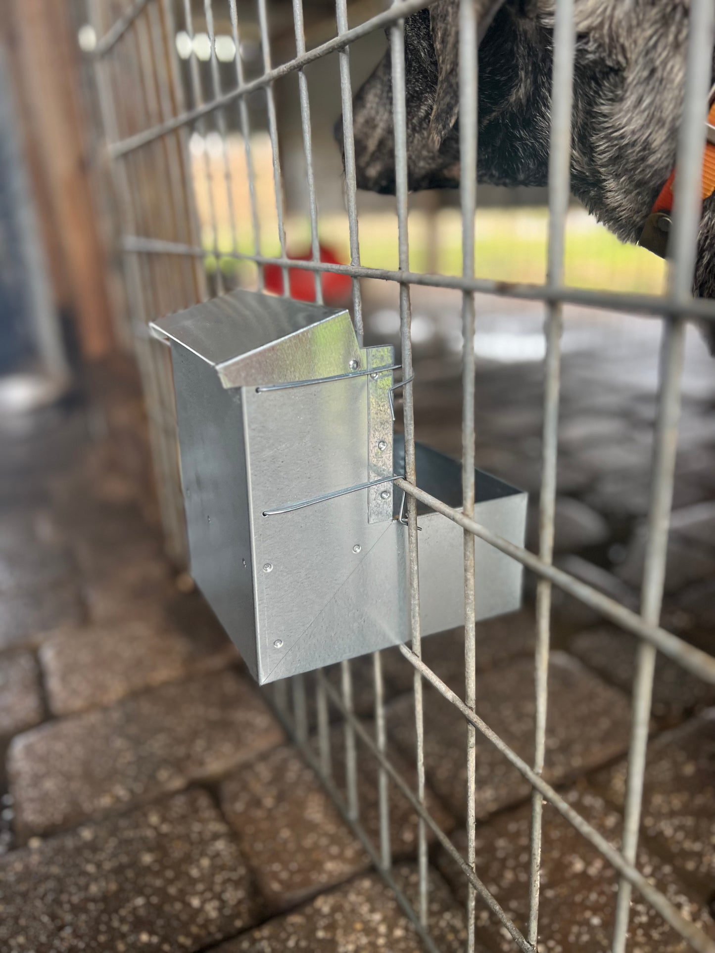 galvanized automatic dog feeder